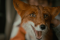 Кадры из фильма Мой дикий друг. Возвращение домой